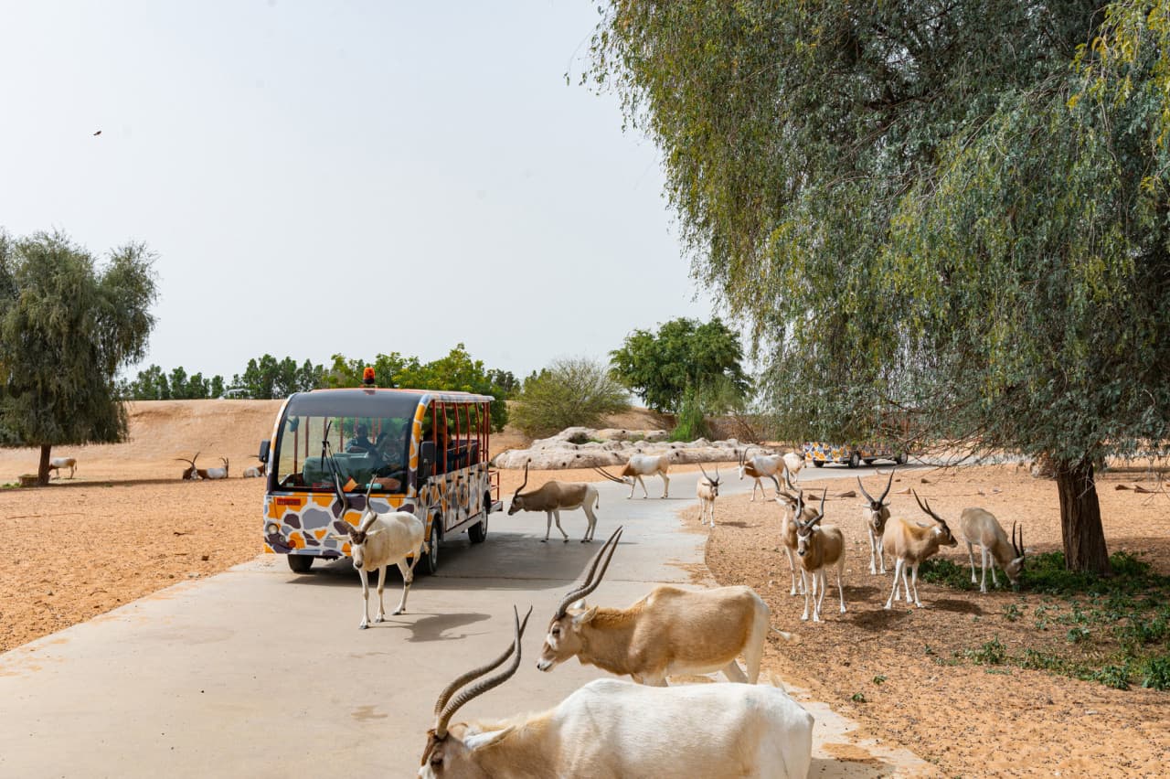 Dubai Safari Park Ticket - تصویر 4