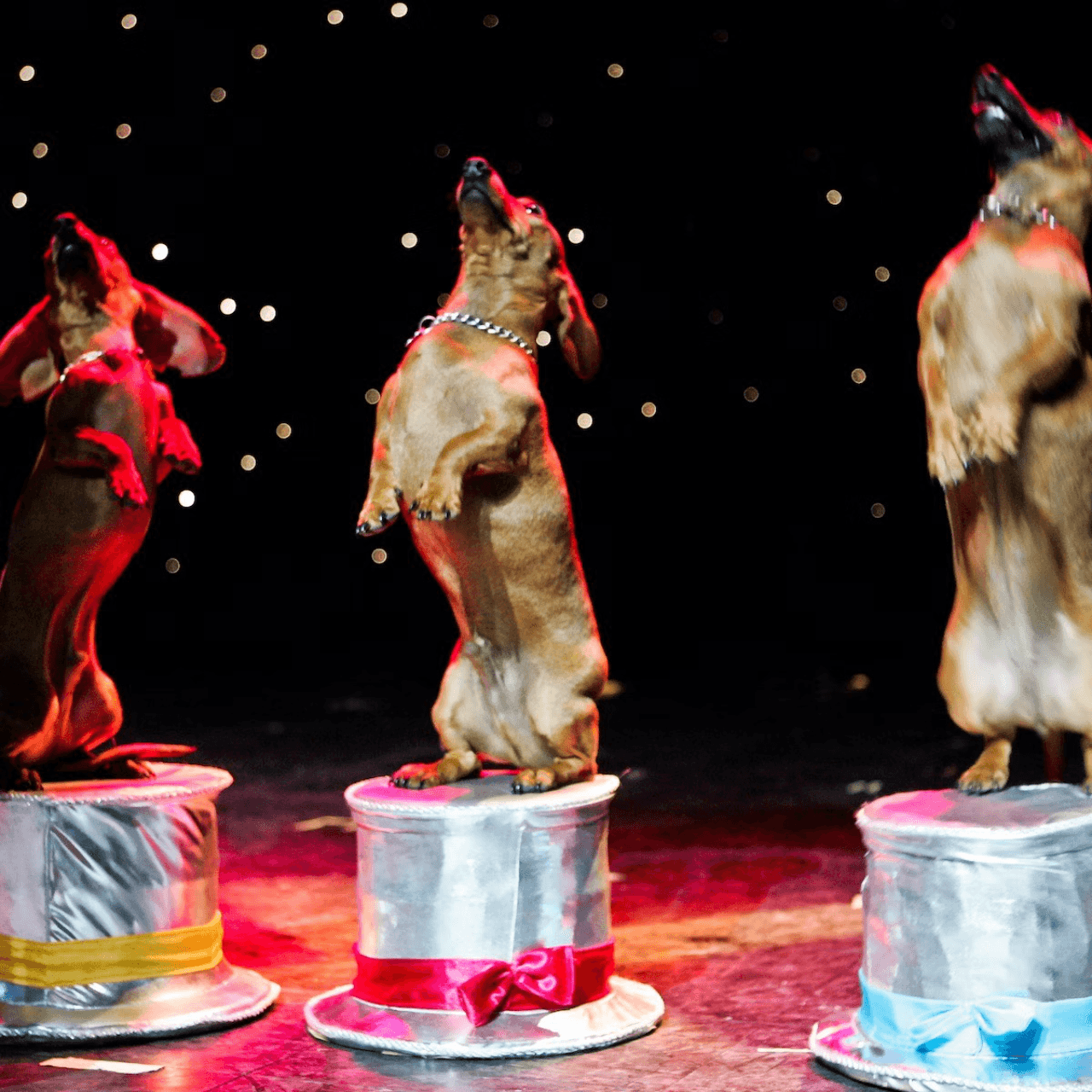 V Theatre Las Vegas - Popovich Comedy Pet Theatre - تصویر 3