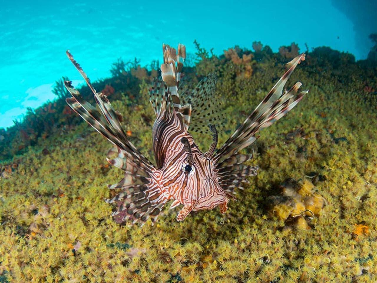Okinawa Miyakojima Undersea Park - تصویر 11