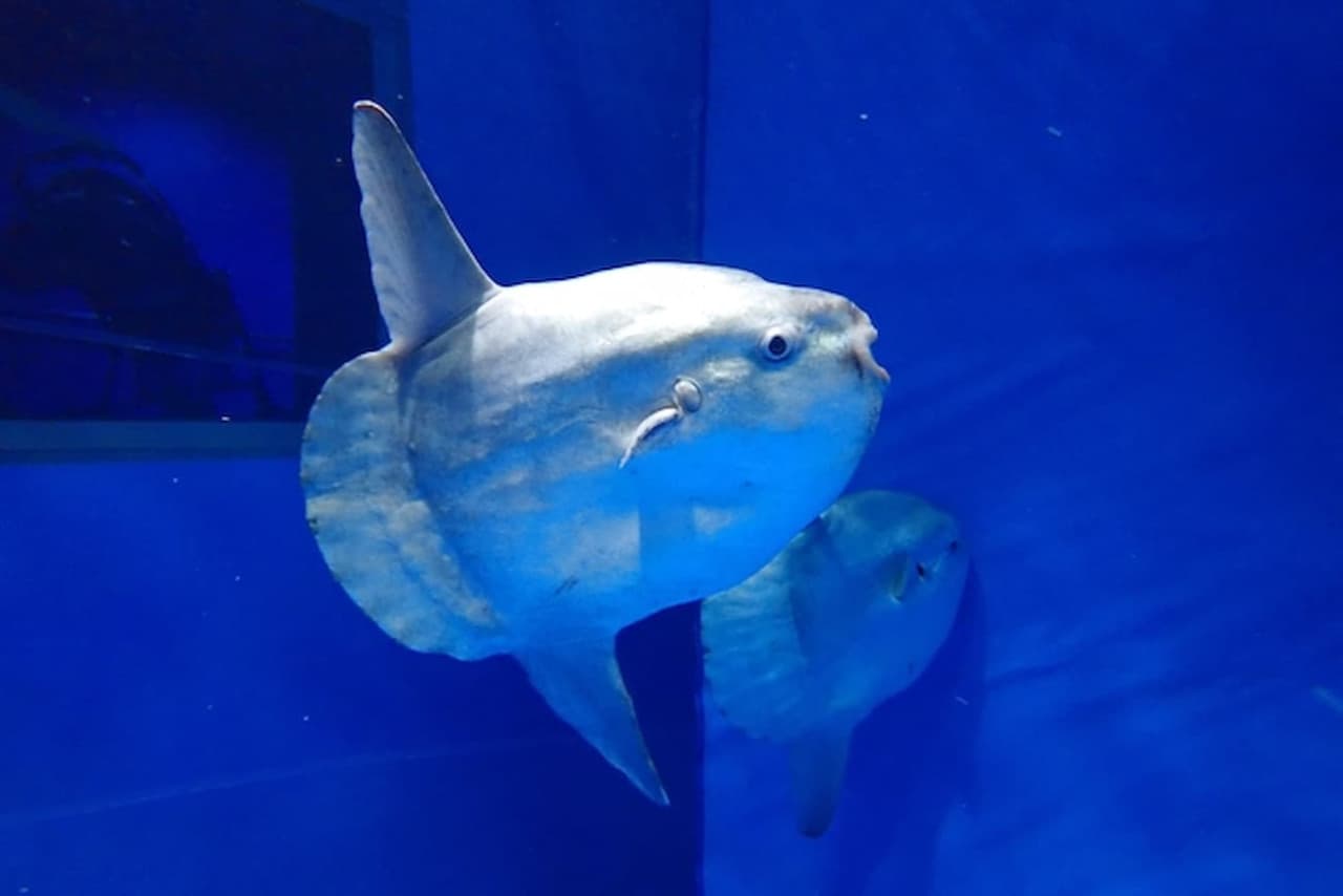 Aqua World Ibaraki Prefectural Oarai Aquarium Ticket - تصویر 3
