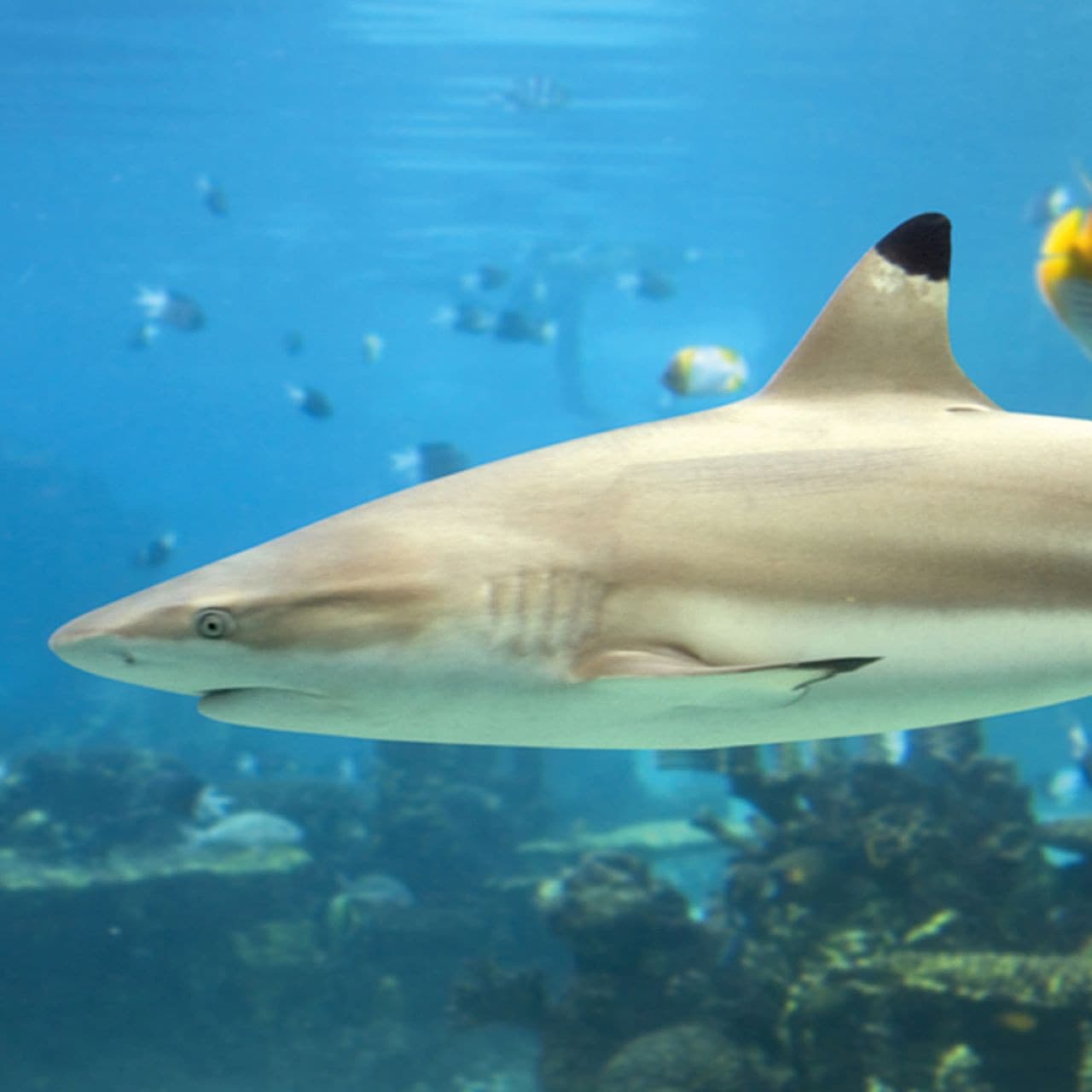 SEA LIFE Paris Aquarium Ticket - تصویر 3