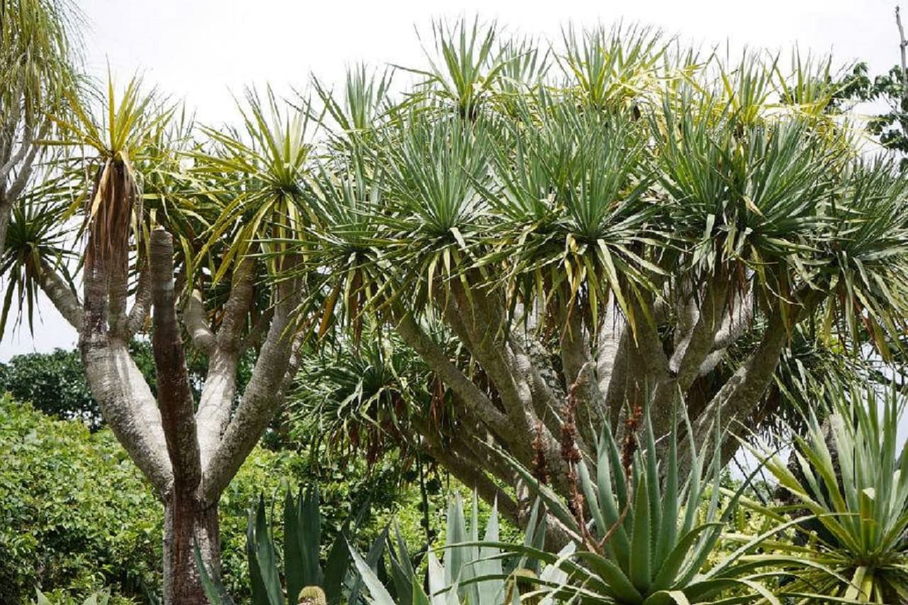 Okinawa Southeast Botanical Gardens - تصویر 9