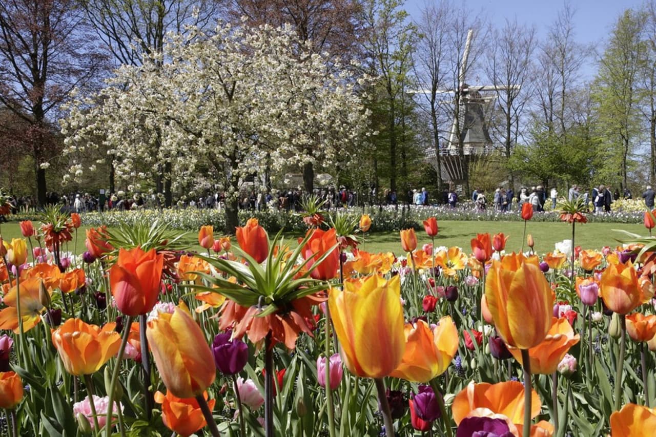 Keukenhof Gardens Ticket with Round Trip Bus Transfer from Amsterdam - تصویر 10