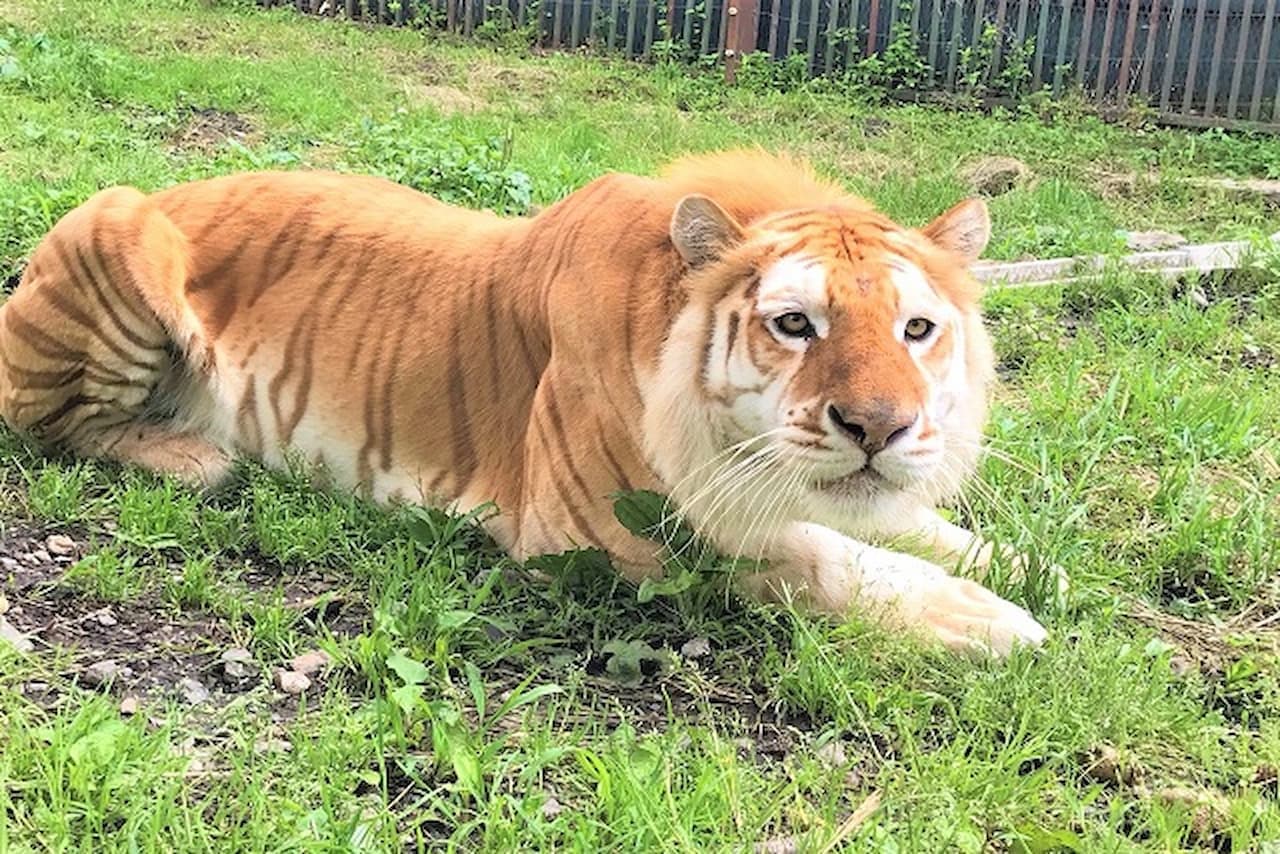 Nasu Safari Park Ticket - تصویر اصلی