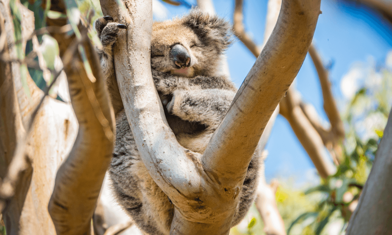 Great Ocean Road Tour from Melbourne - تصویر 34