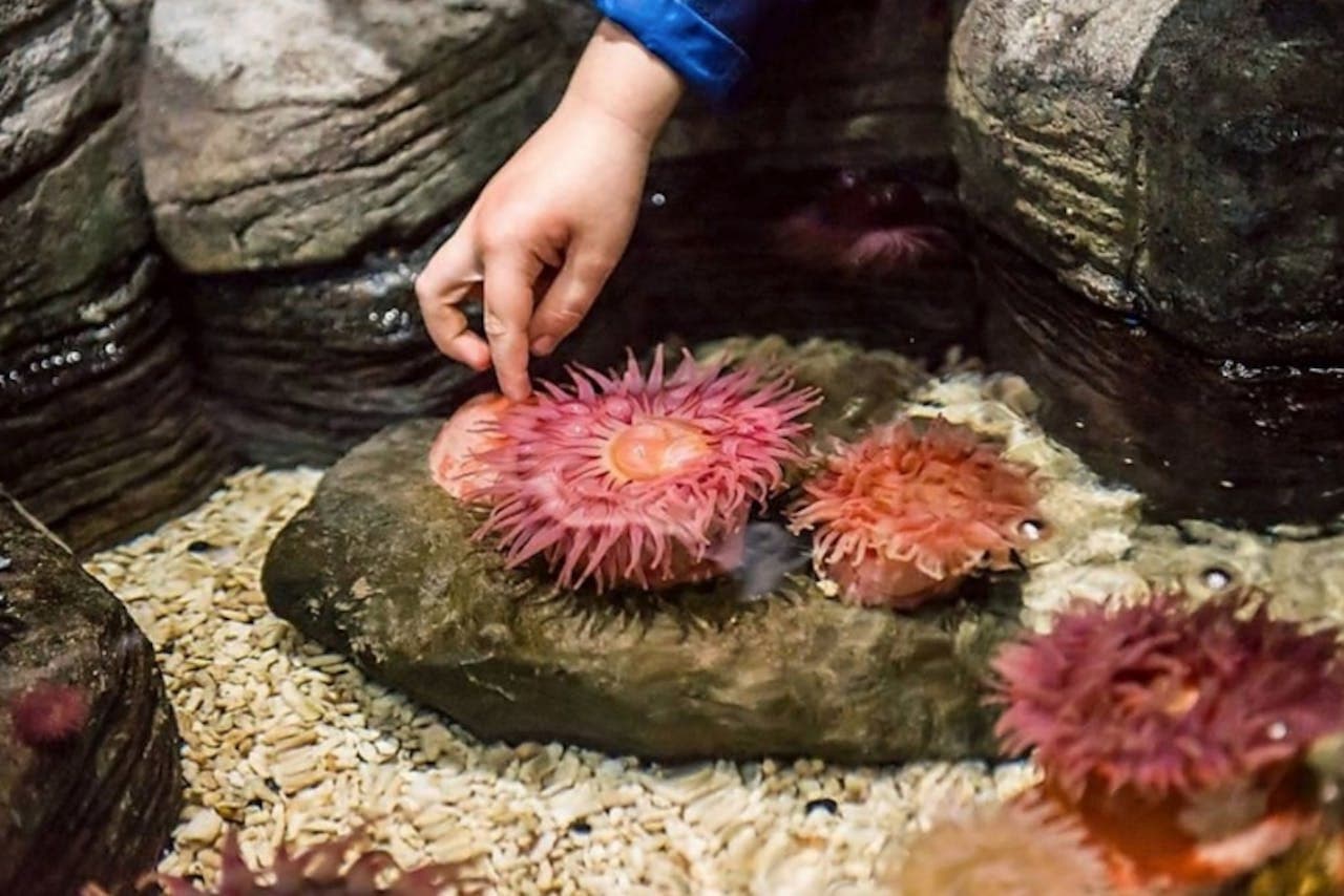 SEA LIFE New Jersey Aquarium Ticket - تصویر 5