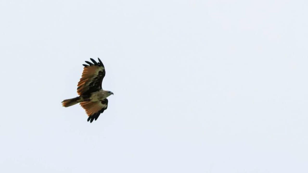 Eagle Watching Experience in Kuala Selangor - تصویر 4