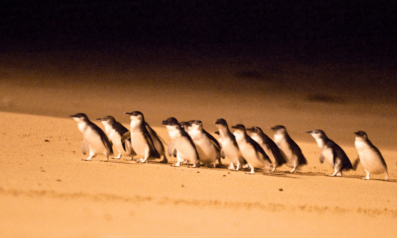 Penguins Express Tour from Melbourne - تصویر 10