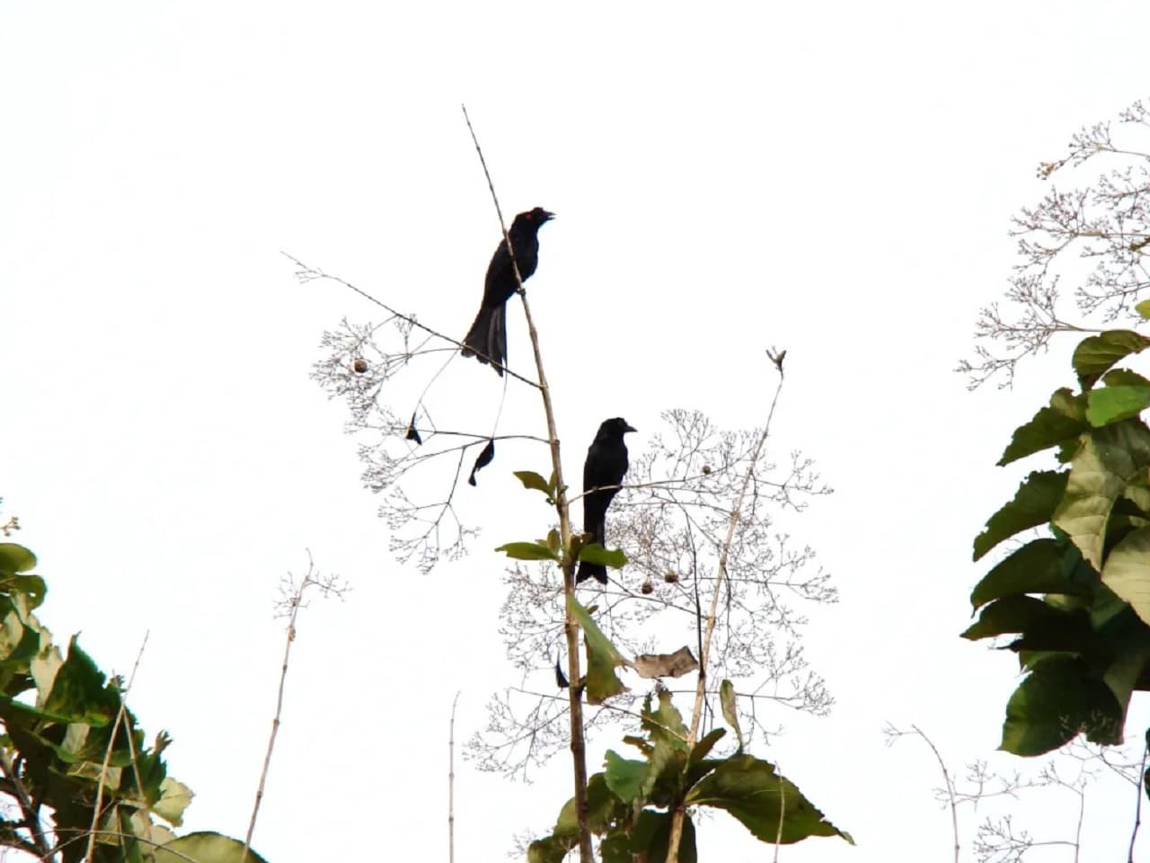 Desaru Coast Birdwatching Experience - تصویر 6