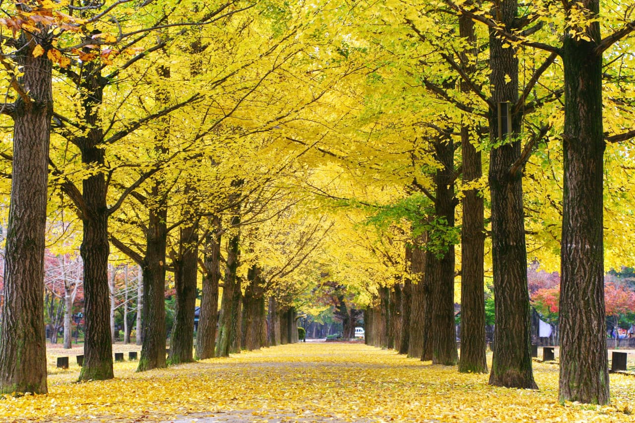 Nami Island Shuttle Bus Transfers from Seoul - تصویر اصلی