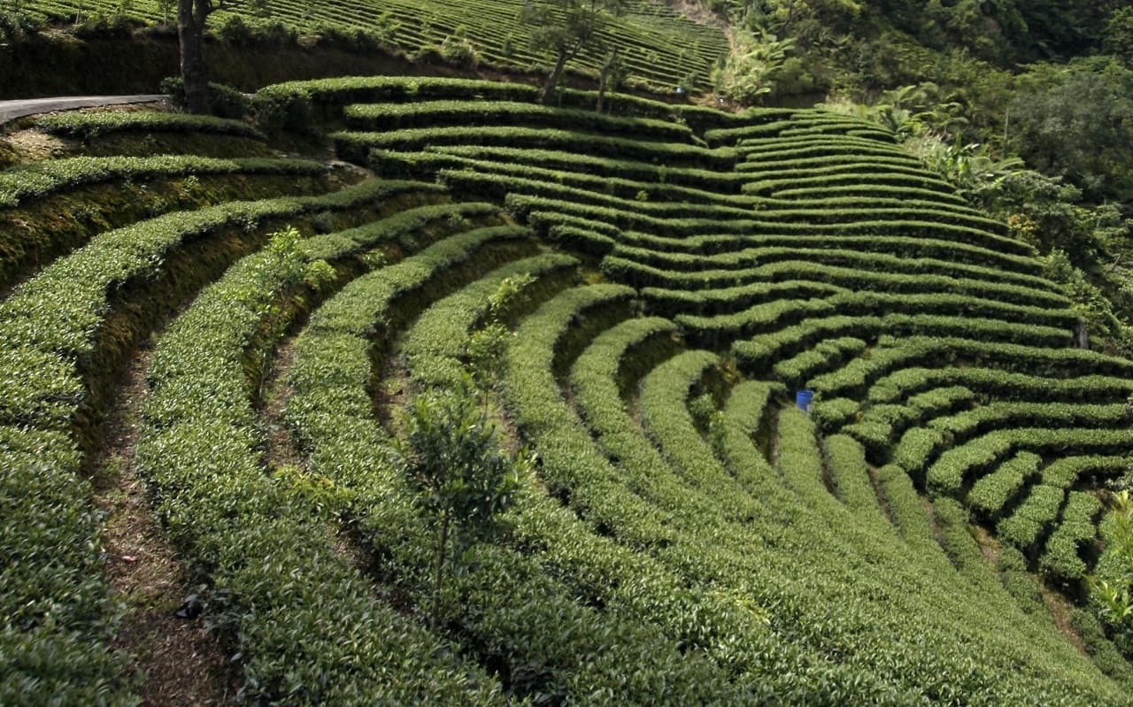 Thousand Island Lake and Pinglin Tea Plantation Tour - تصویر 5