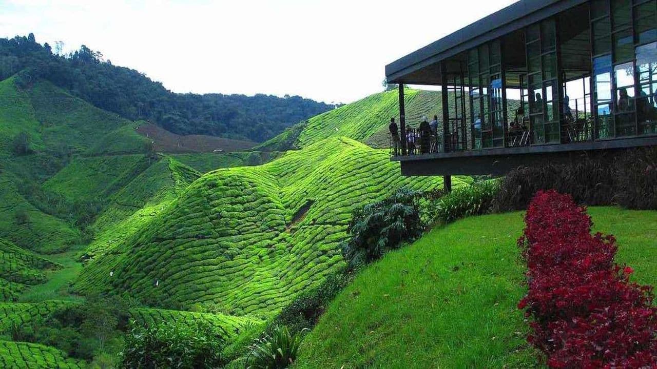Cameron Highlands Tour from Kuala Lumpur - تصویر 2