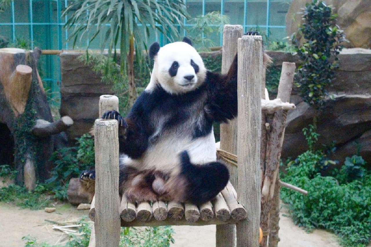 Zoo Negara Malaysia & Panda Conservation Centre Ticket - تصویر 21