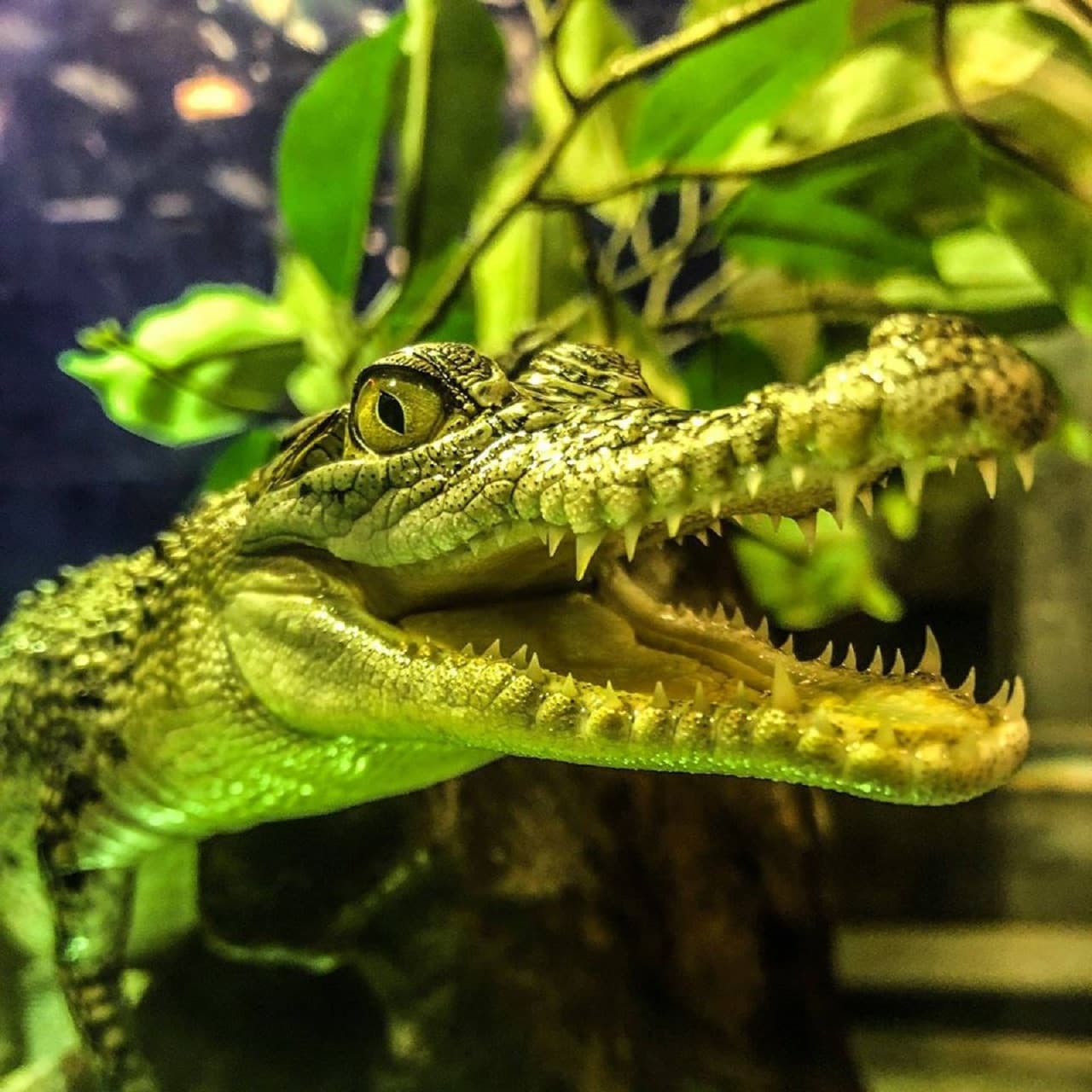 Dubai Aquarium and Underwater Zoo Ticket - تصویر 9