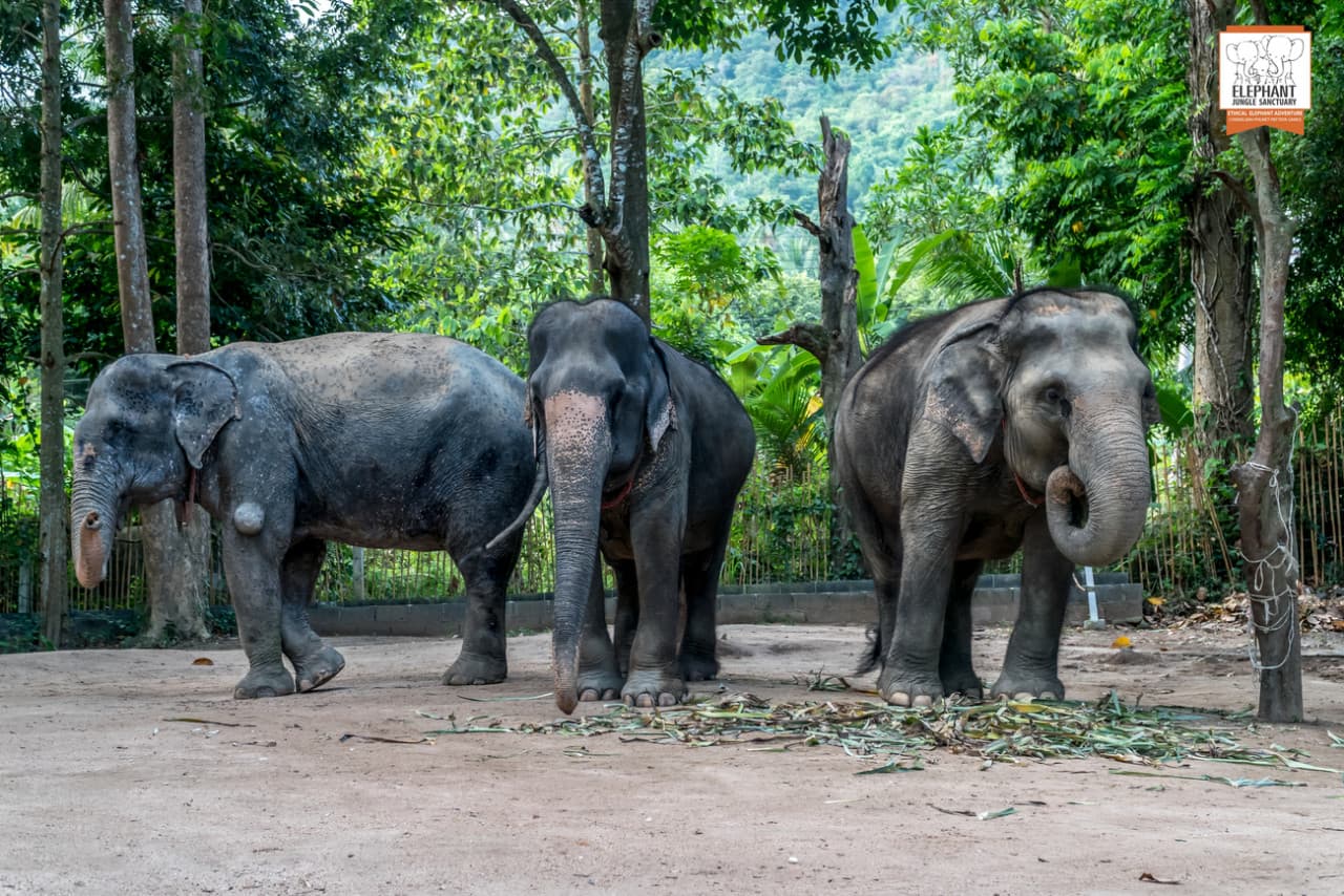 Elephant Jungle Sanctuary Koh Samui - تصویر 4