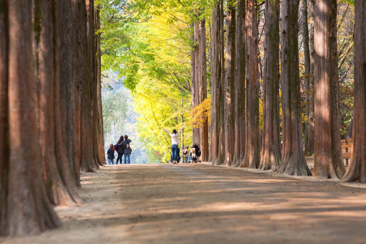 Alpaca World, Nami Island, and Garden of Morning Calm Tour from Seoul - تصویر 15