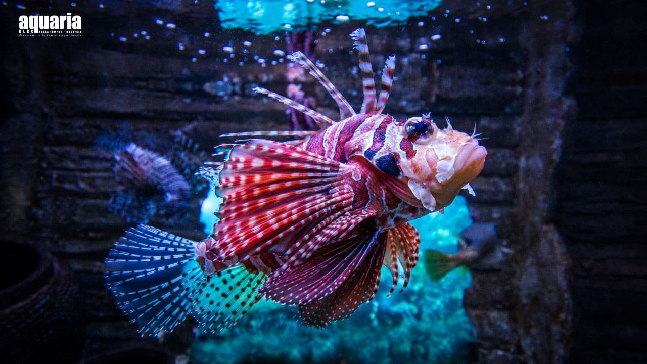 Aquaria KLCC Ticket - تصویر 5