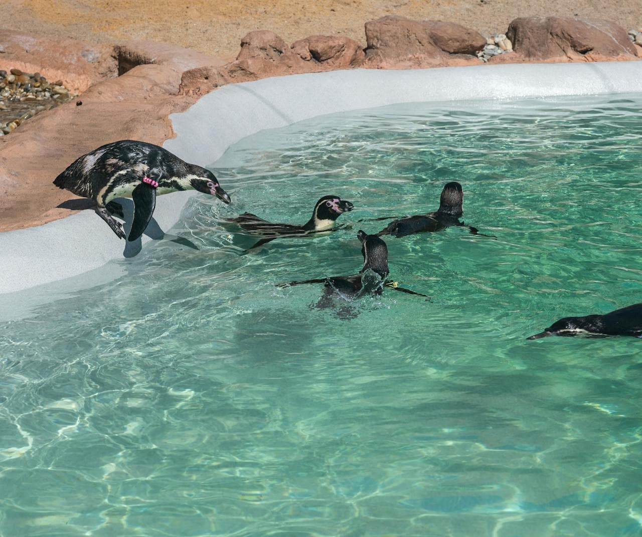 SEA LIFE Porto Ticket - تصویر 3
