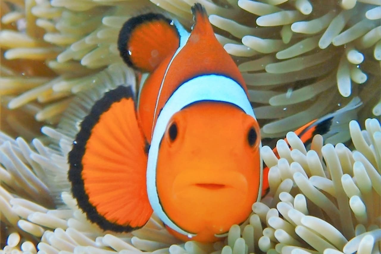 Half-Day Morning Snorkeling Tour with Phantom Island Visit - تصویر 9