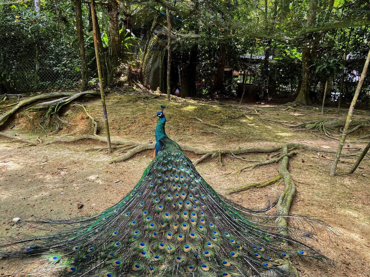 Batu Caves and Kuala Gandah Elephant Sanctuary Full-Day Tour from Kuala Lumpur - تصویر 12