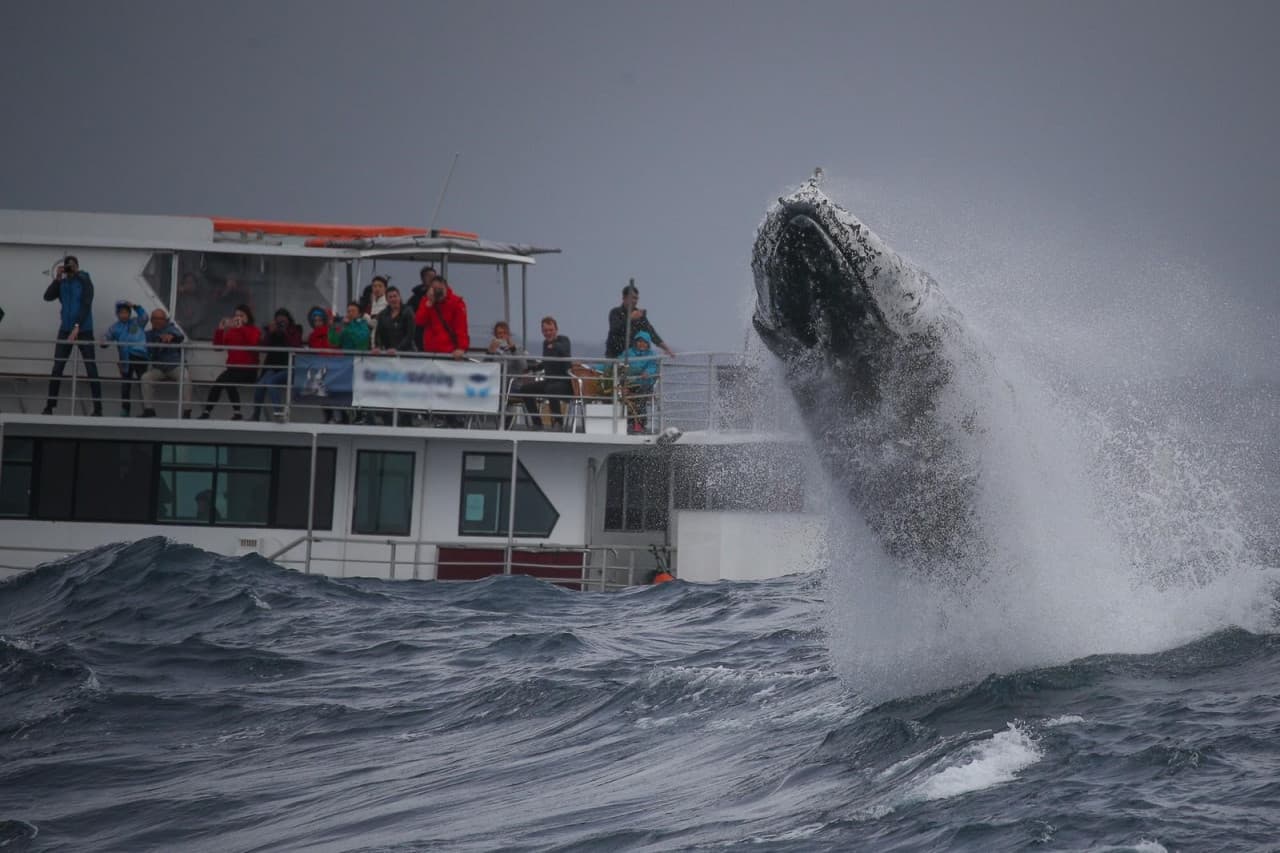 Sydney Whale Watching Cruise with Breakfast or Lunch with Sydney Princess Cruises - تصویر 9