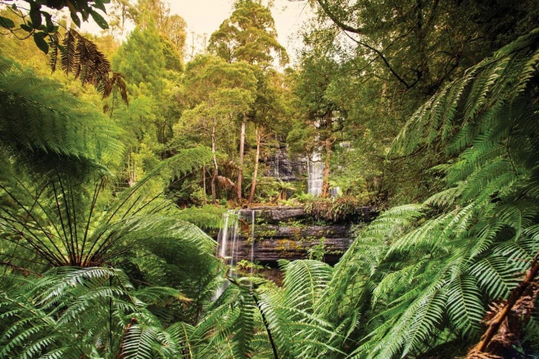 Russell Falls Tour from Hobart - تصویر 9