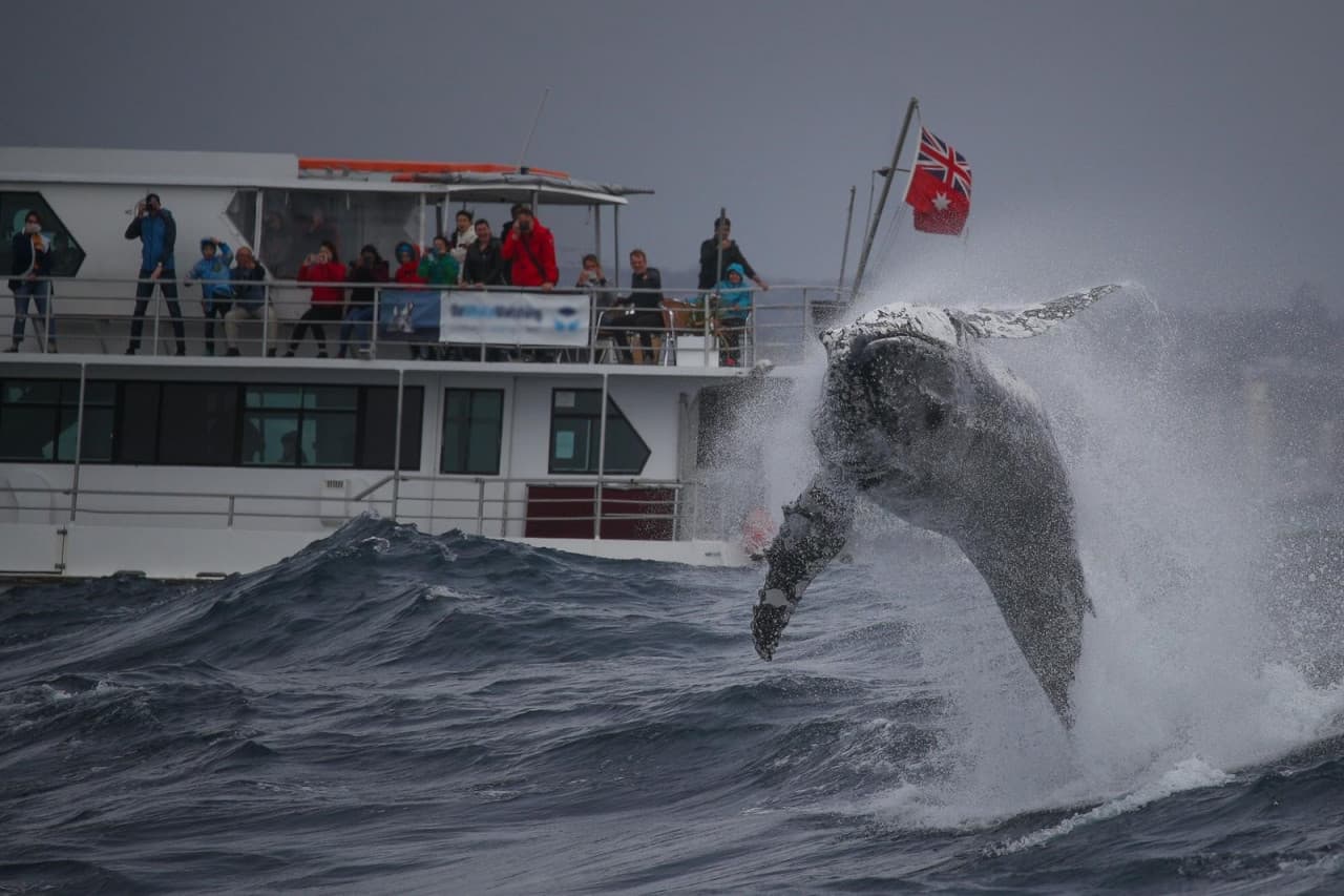 Sydney Whale Watching Cruise with Breakfast or Lunch with Sydney Princess Cruises - تصویر 8