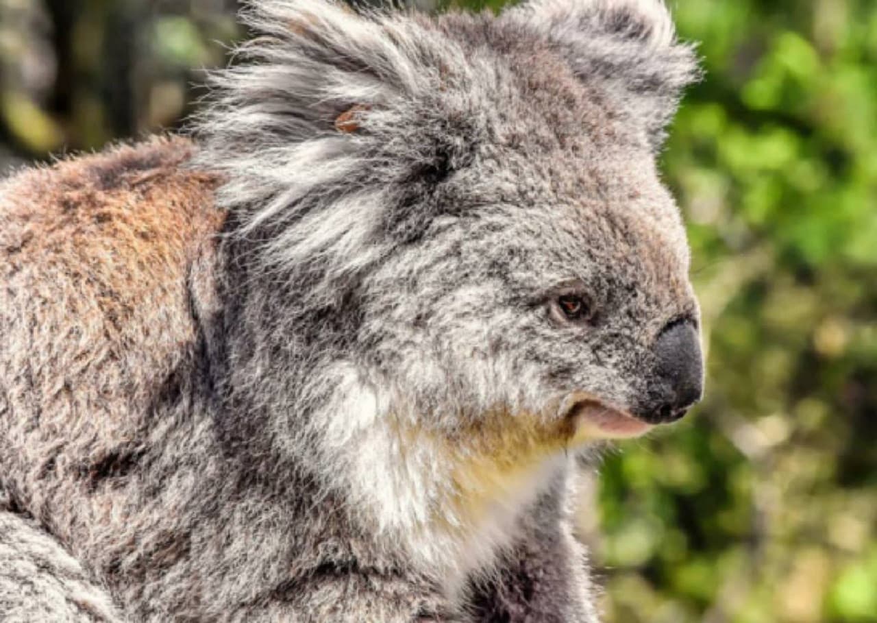 Phillip Island Nature Parks - Three-Park Pass - تصویر 6