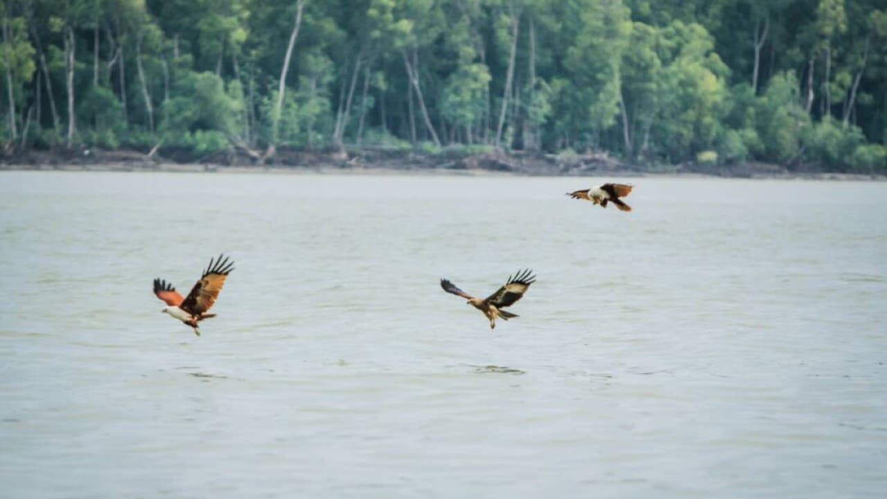 Eagle Watching Experience in Kuala Selangor - تصویر اصلی