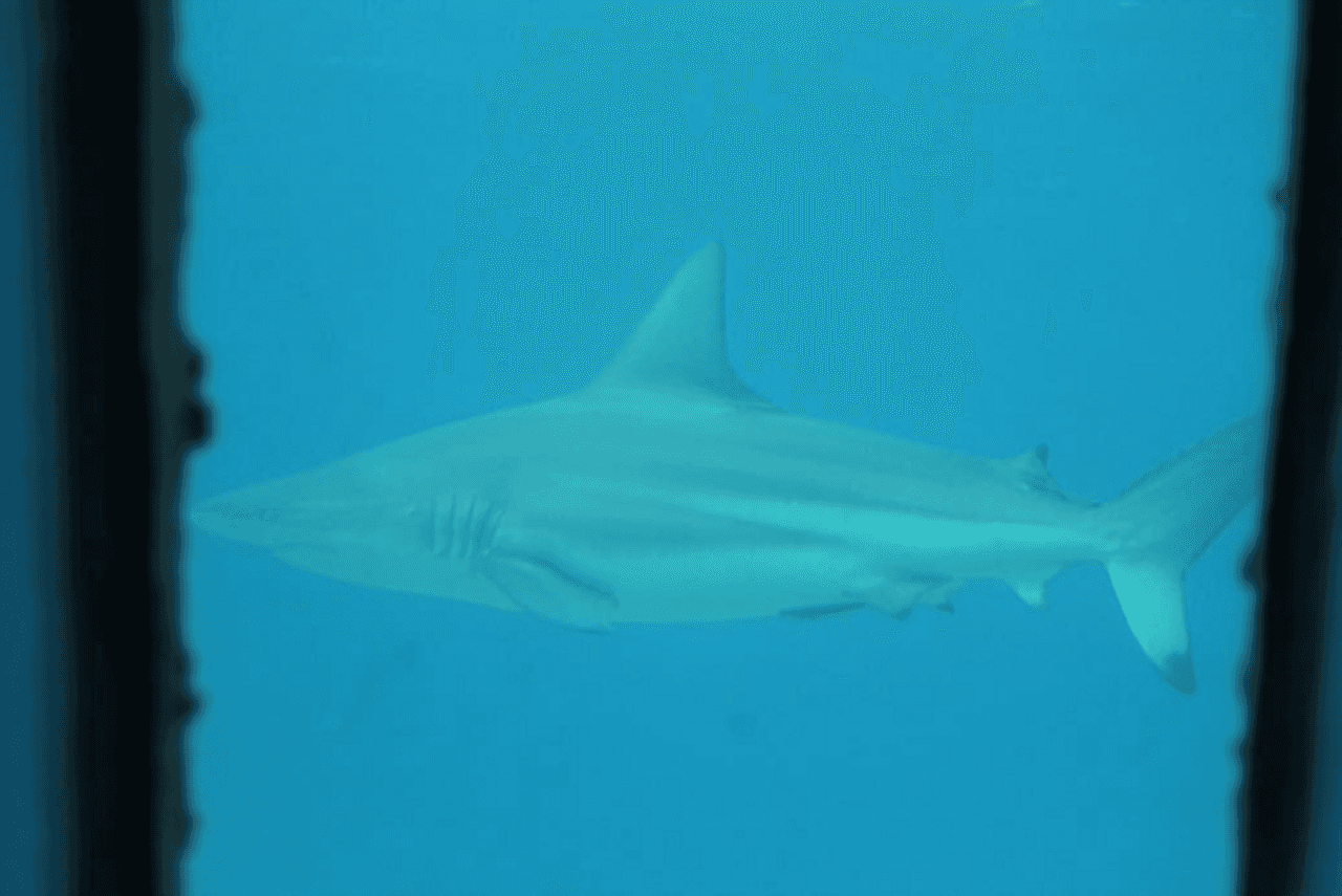 Okinawa Miyakojima Undersea Park - تصویر 12