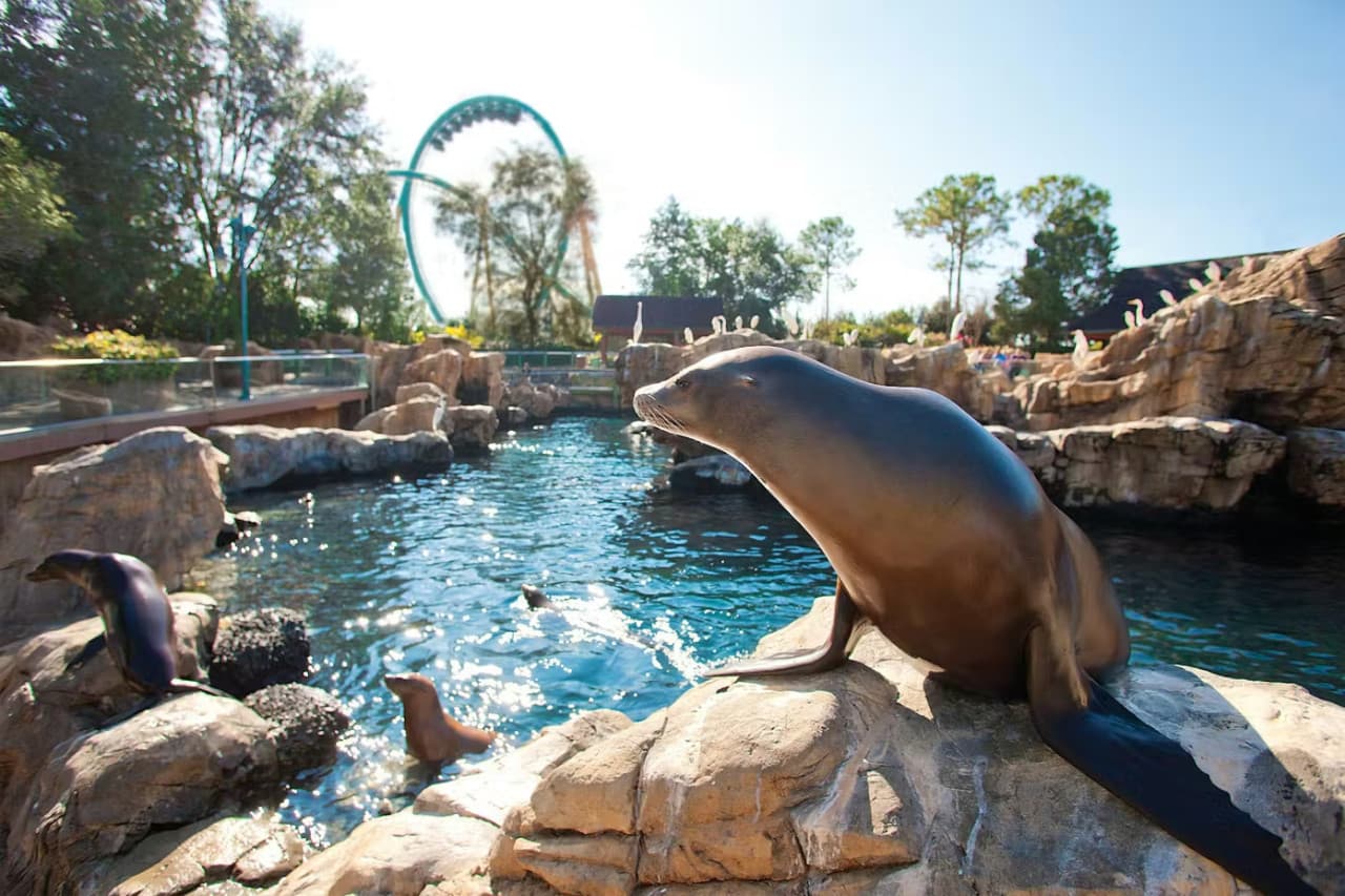 SeaWorld Orlando Ticket: Direct Entry + Optional All-Day Dining Deal + Multi-Park Discount Ticket - تصویر 14