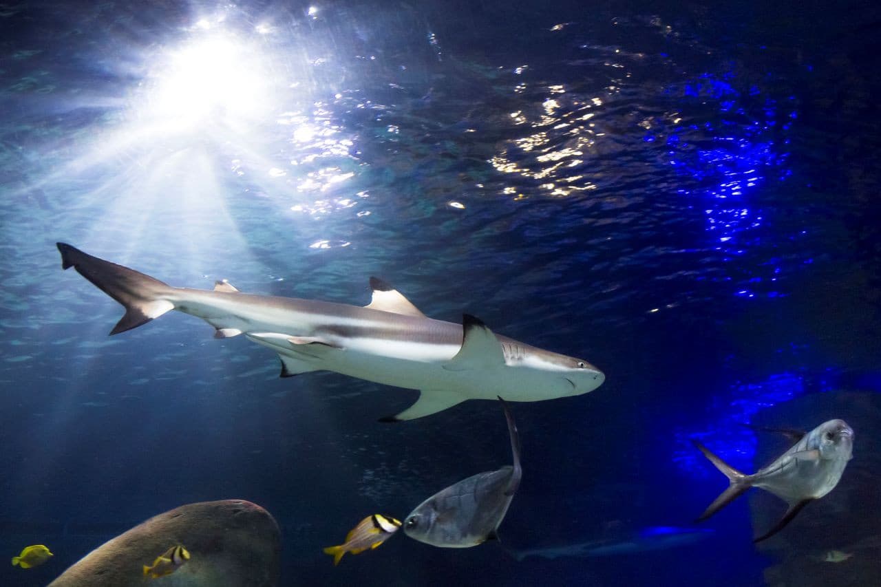 SEA LIFE Oberhausen Aquarium Ticket - تصویر 3