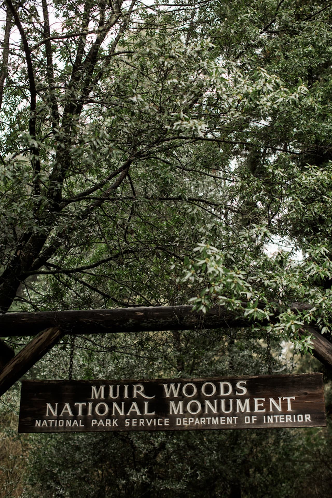 Muir Woods and Sausalito Tour from San Francisco - تصویر 4