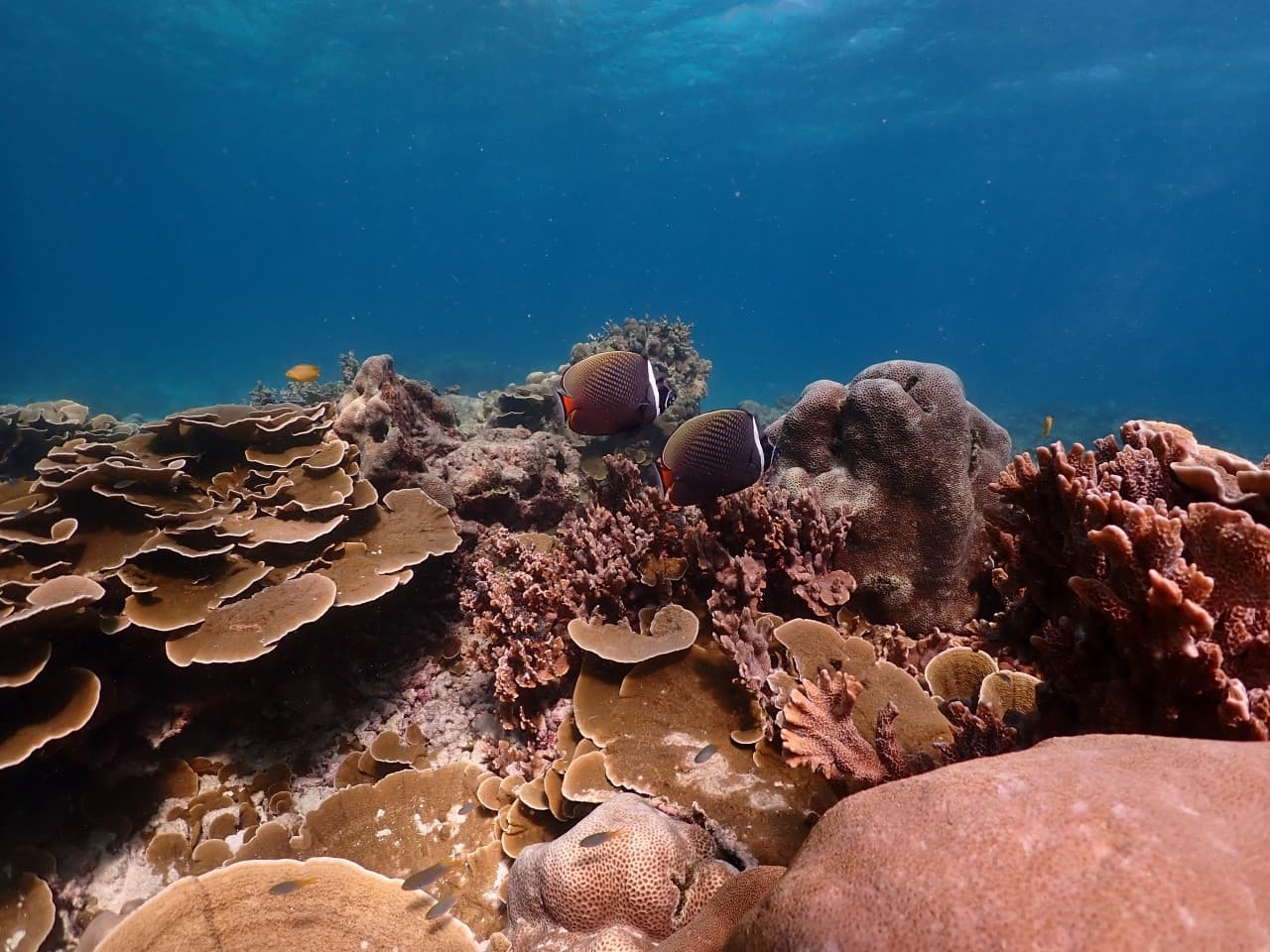 Raya Noi, Raya Yai, and Maiton Island Snorkelling Tour from Phuket - تصویر 14
