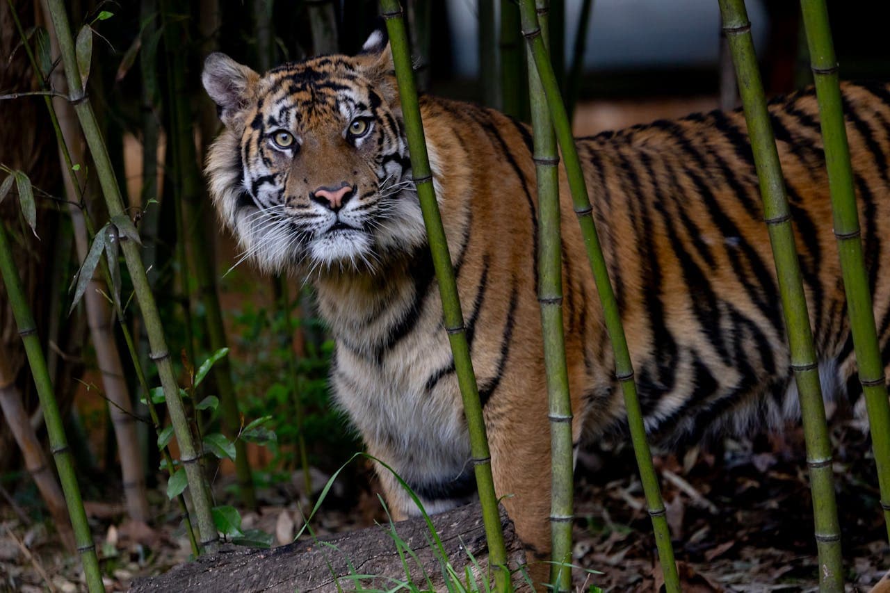 Zoo Atlanta Entry Ticket - تصویر 9