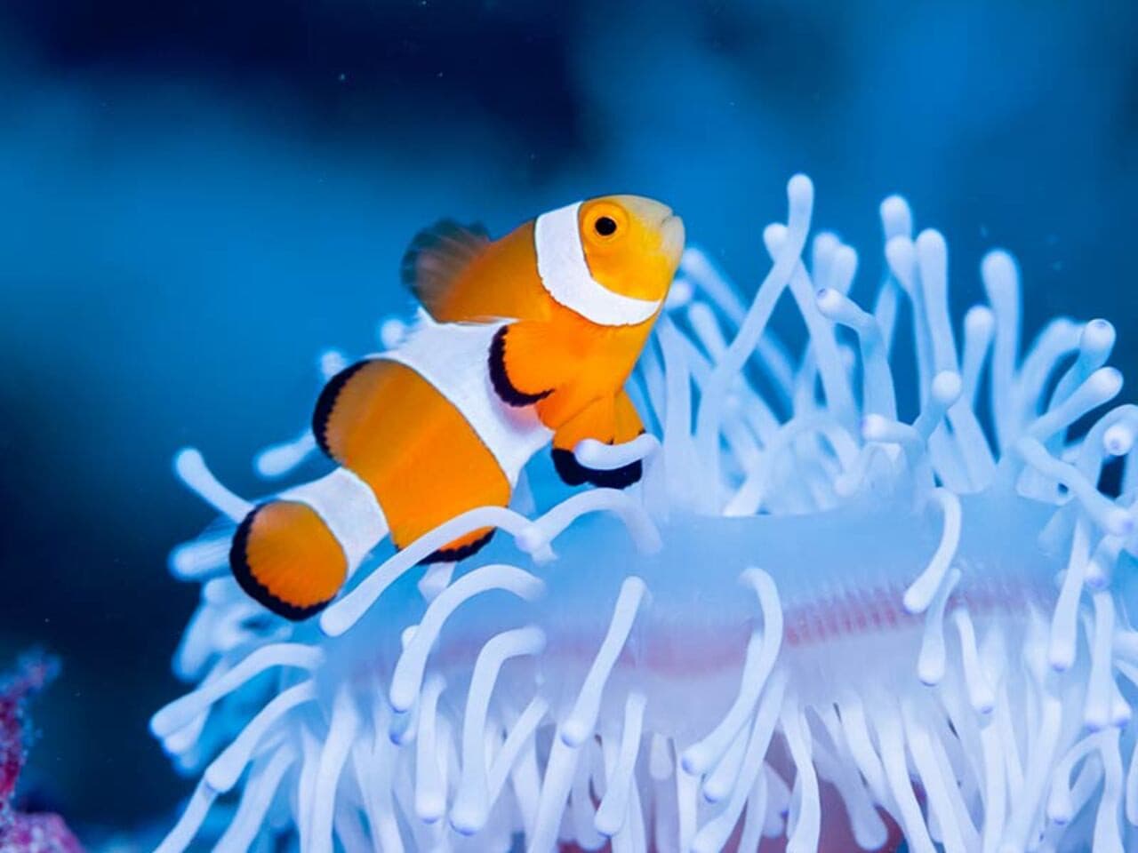 Okinawa Miyakojima Undersea Park - تصویر 8