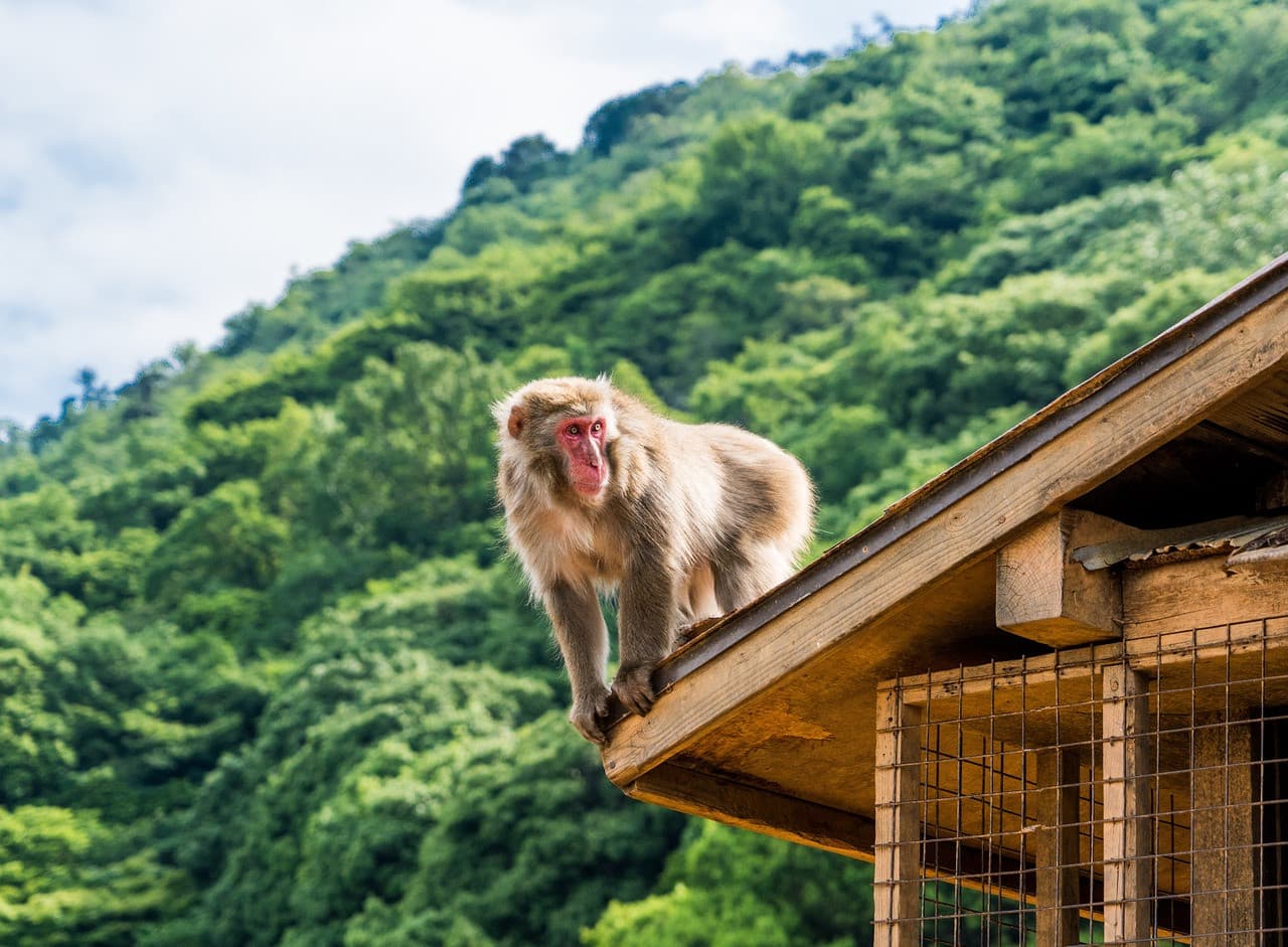 Sagano Bamboo Grove and Arashiyama Half-Day Walking Tour - تصویر 6