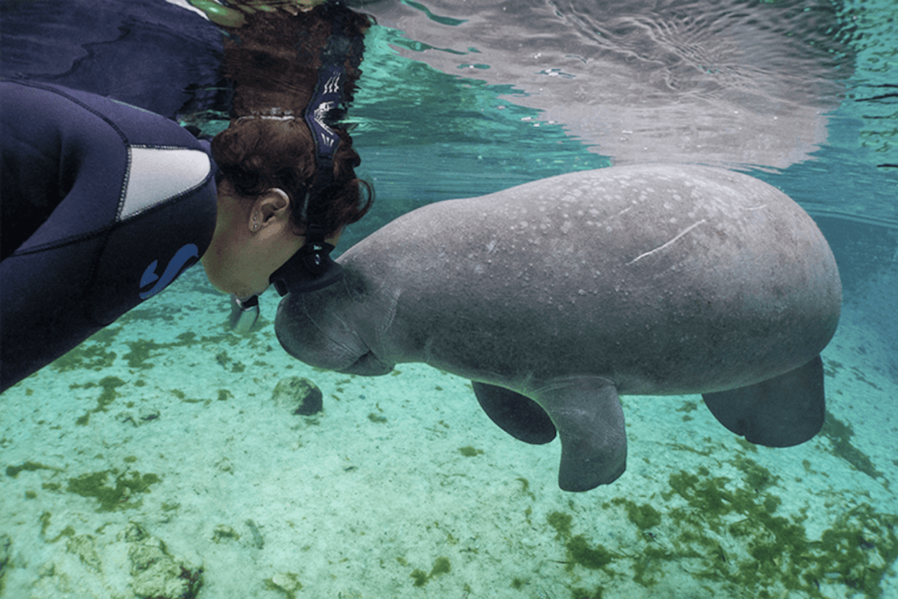 Florida Nature Coast Tour: Crystal River with Manatees Snorkelling, Homosassa State Park - تصویر 2