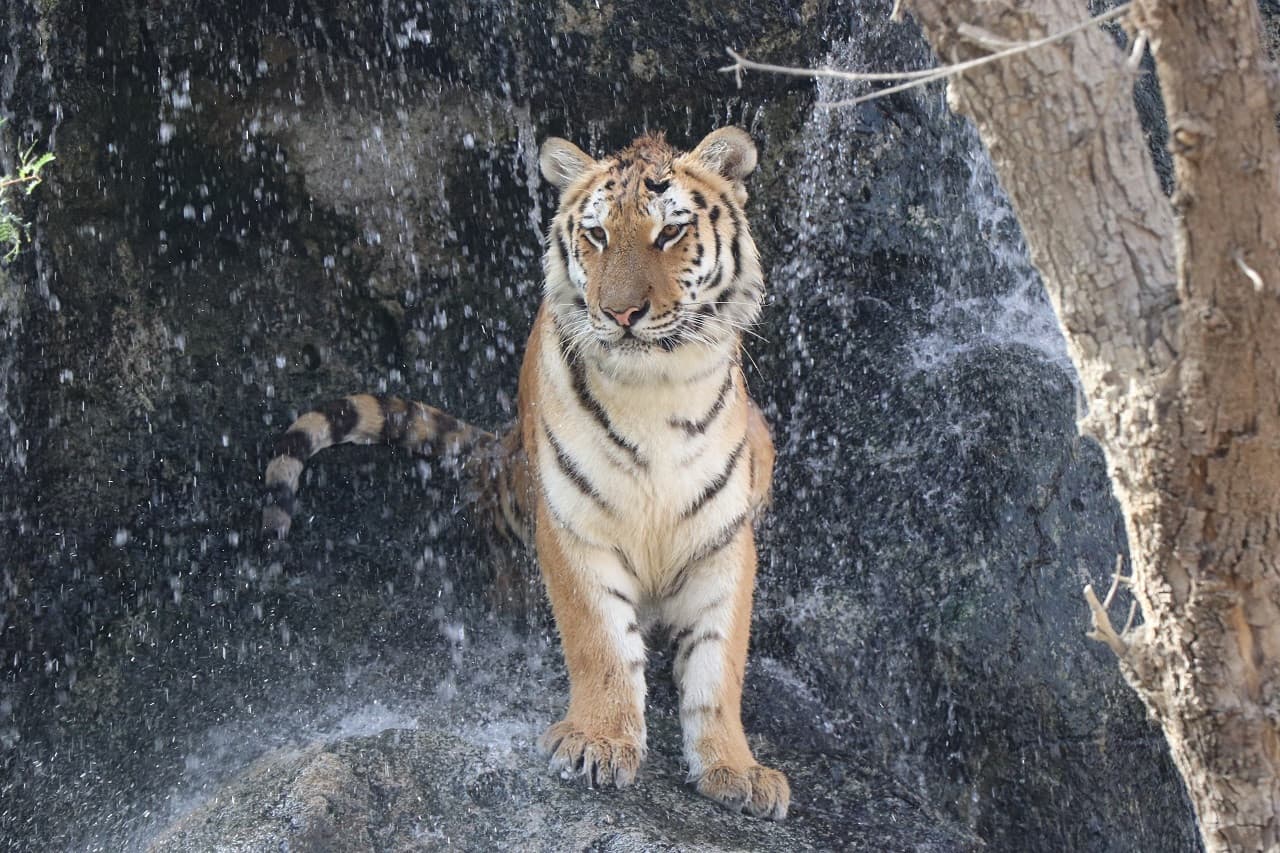 Emirates Park Zoo Ticket - تصویر اصلی