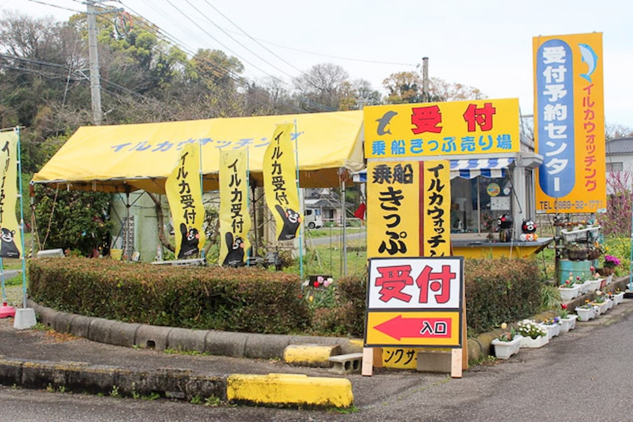 Dolphin Watching Experience in Amakusa - تصویر 8
