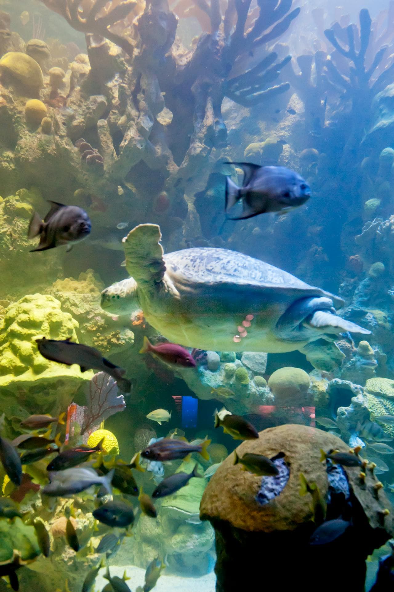 New England Aquarium Ticket - تصویر 8