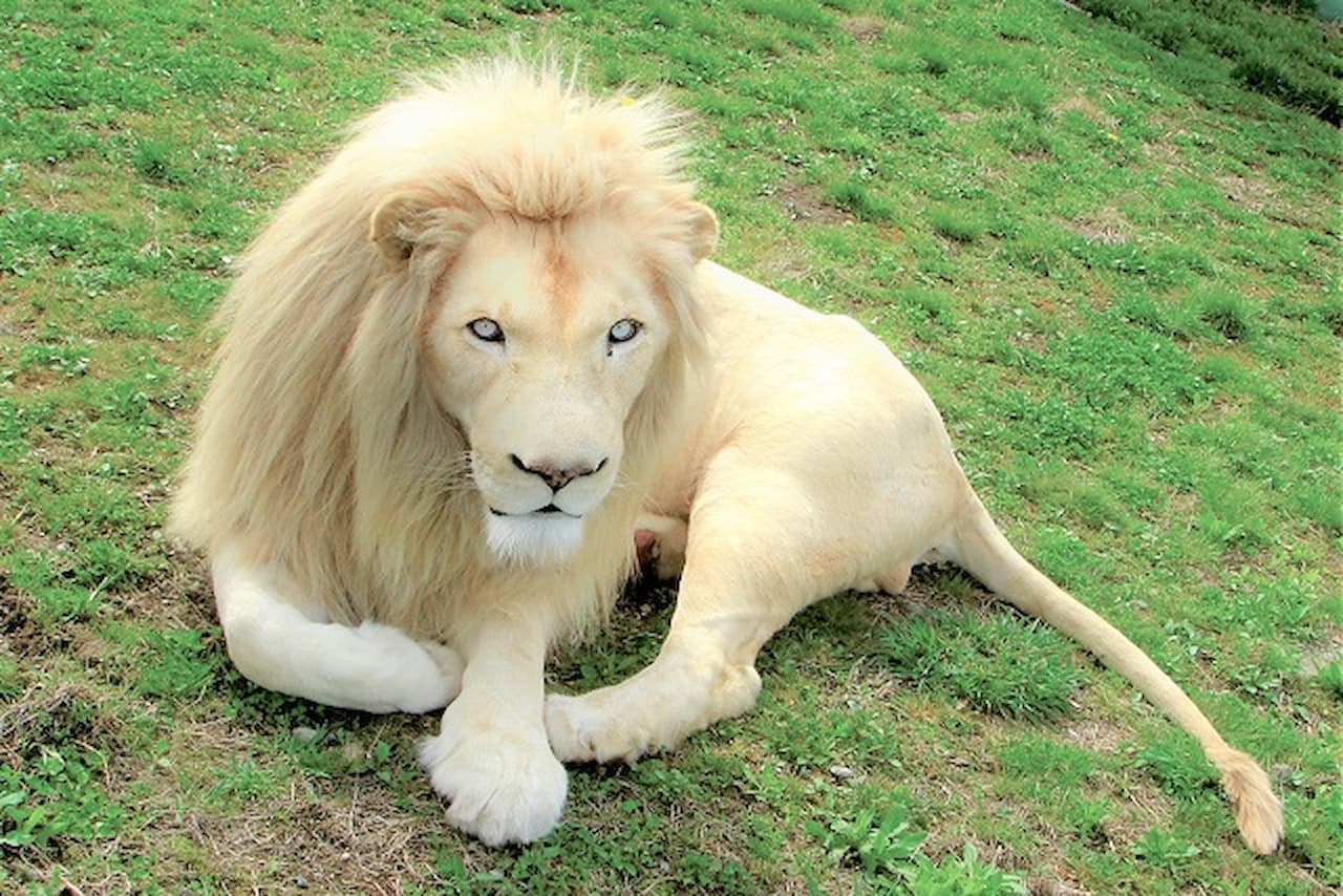 Nasu Safari Park Ticket - تصویر 4