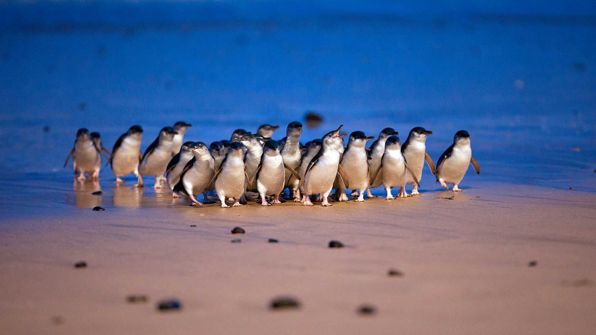 Phillip Island Nature Parks - Penguin Parade Ticket - تصویر اصلی