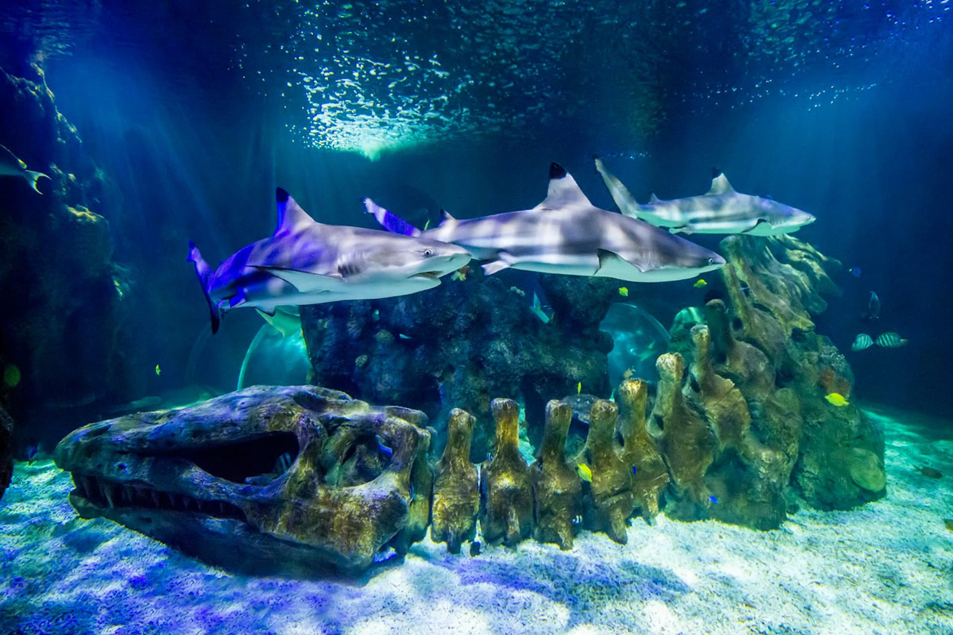 SEA LIFE Benalmádena Ticket - تصویر 4