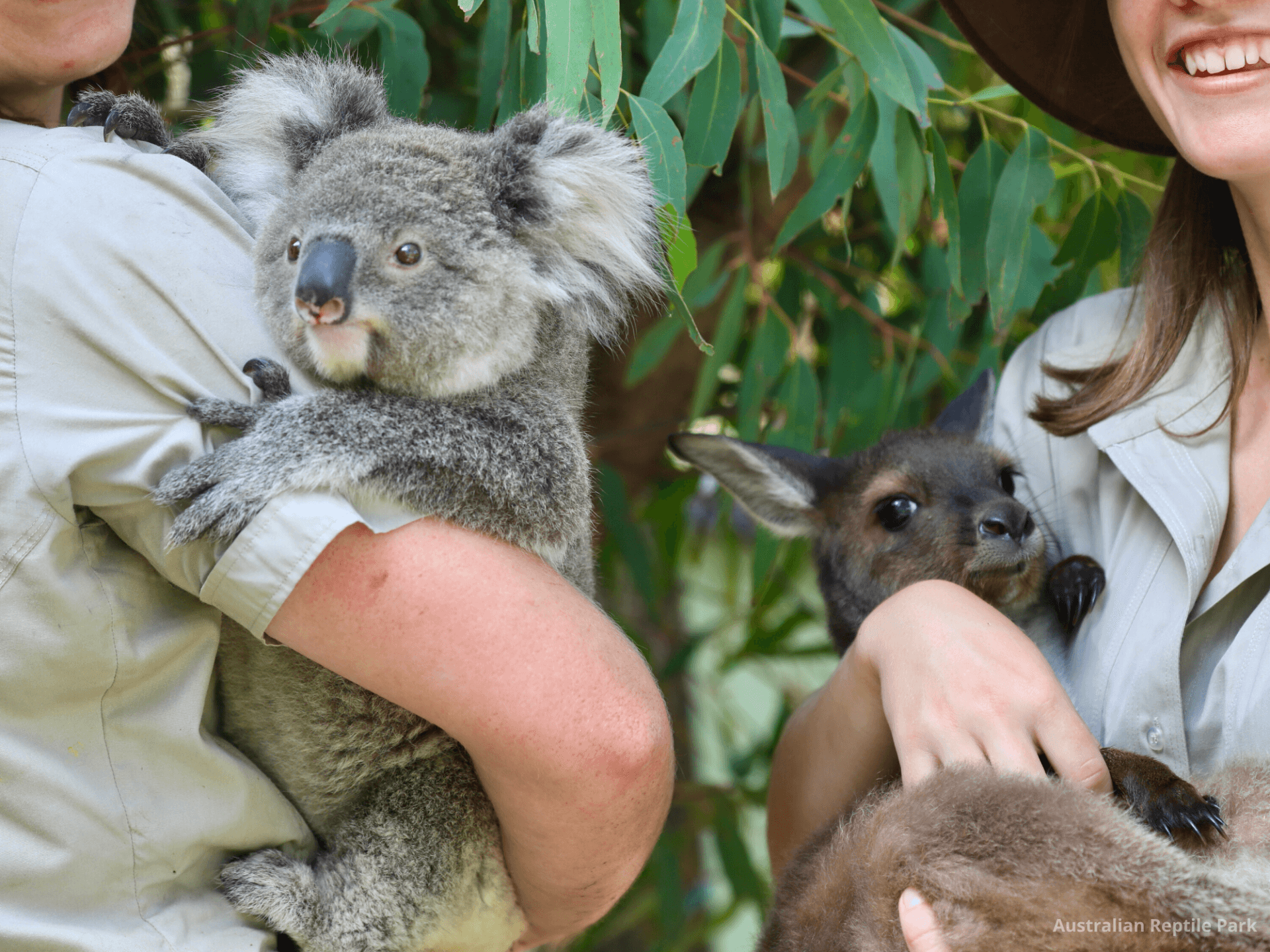 Australian Reptile Park - تصویر 21