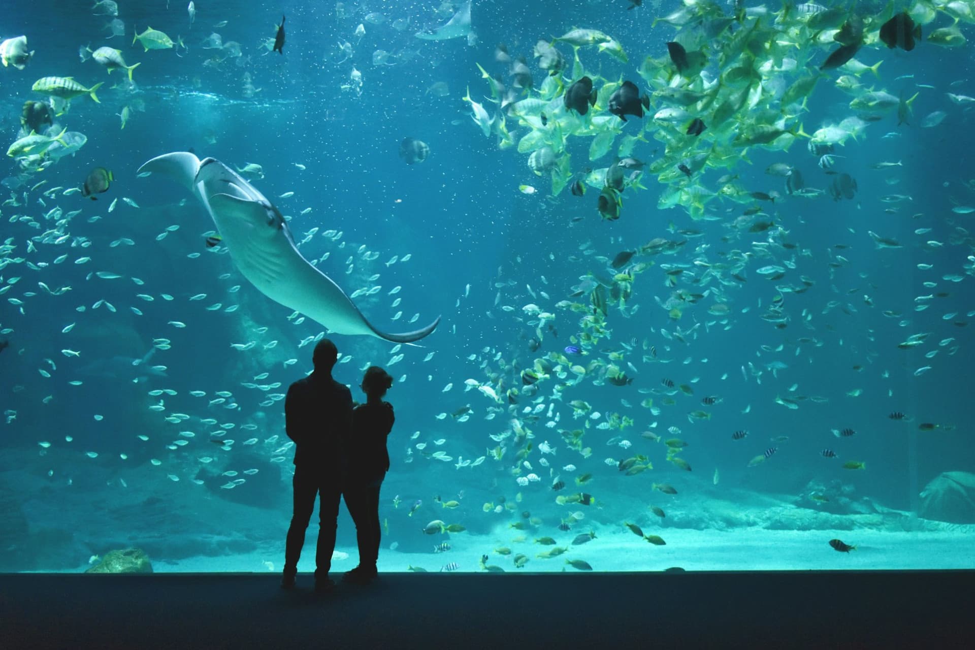 Nausicaa: Skip The Line Ticket - تصویر 10
