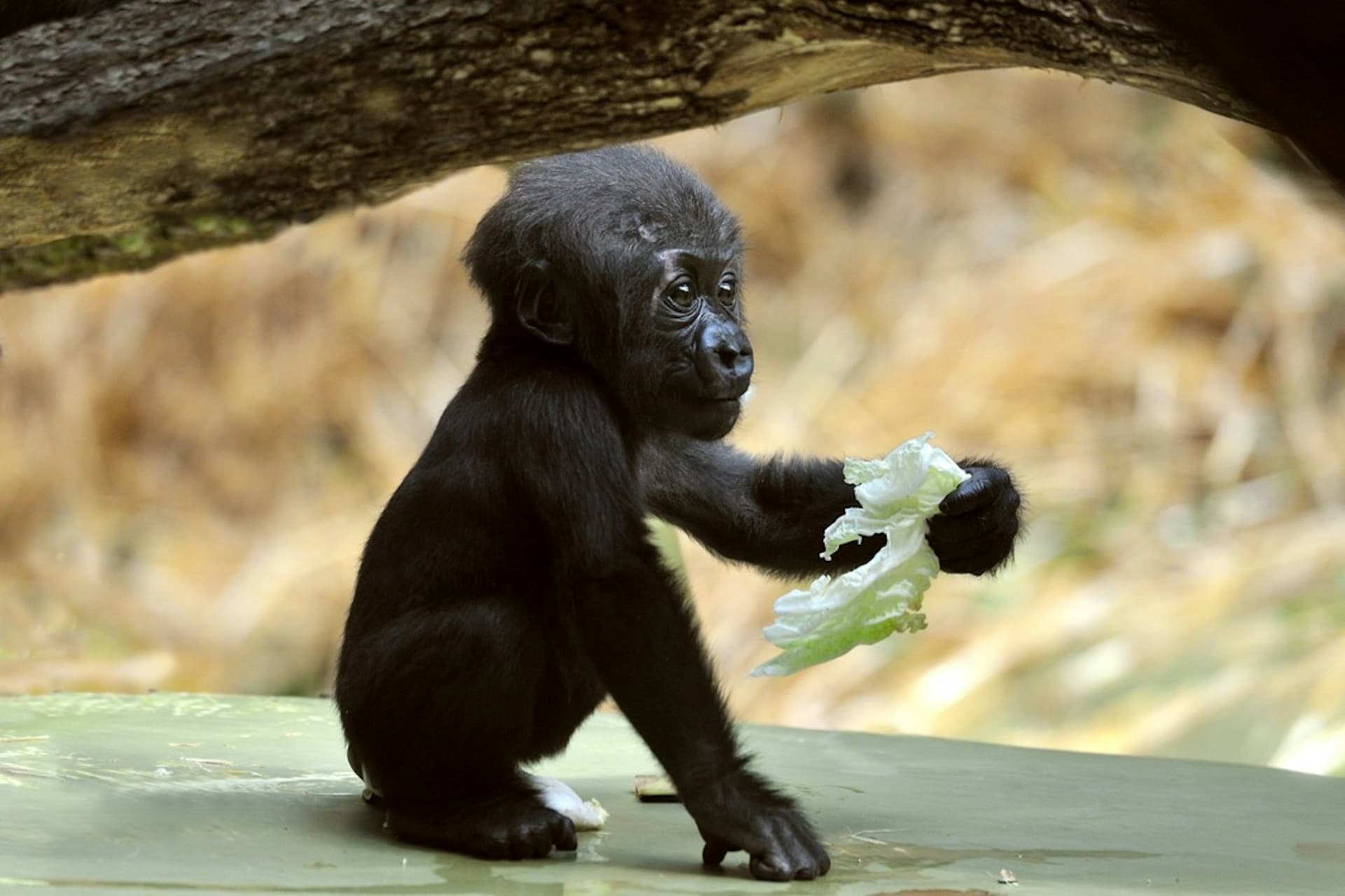 Cologne Zoo & Aquarium Ticket - تصویر 9
