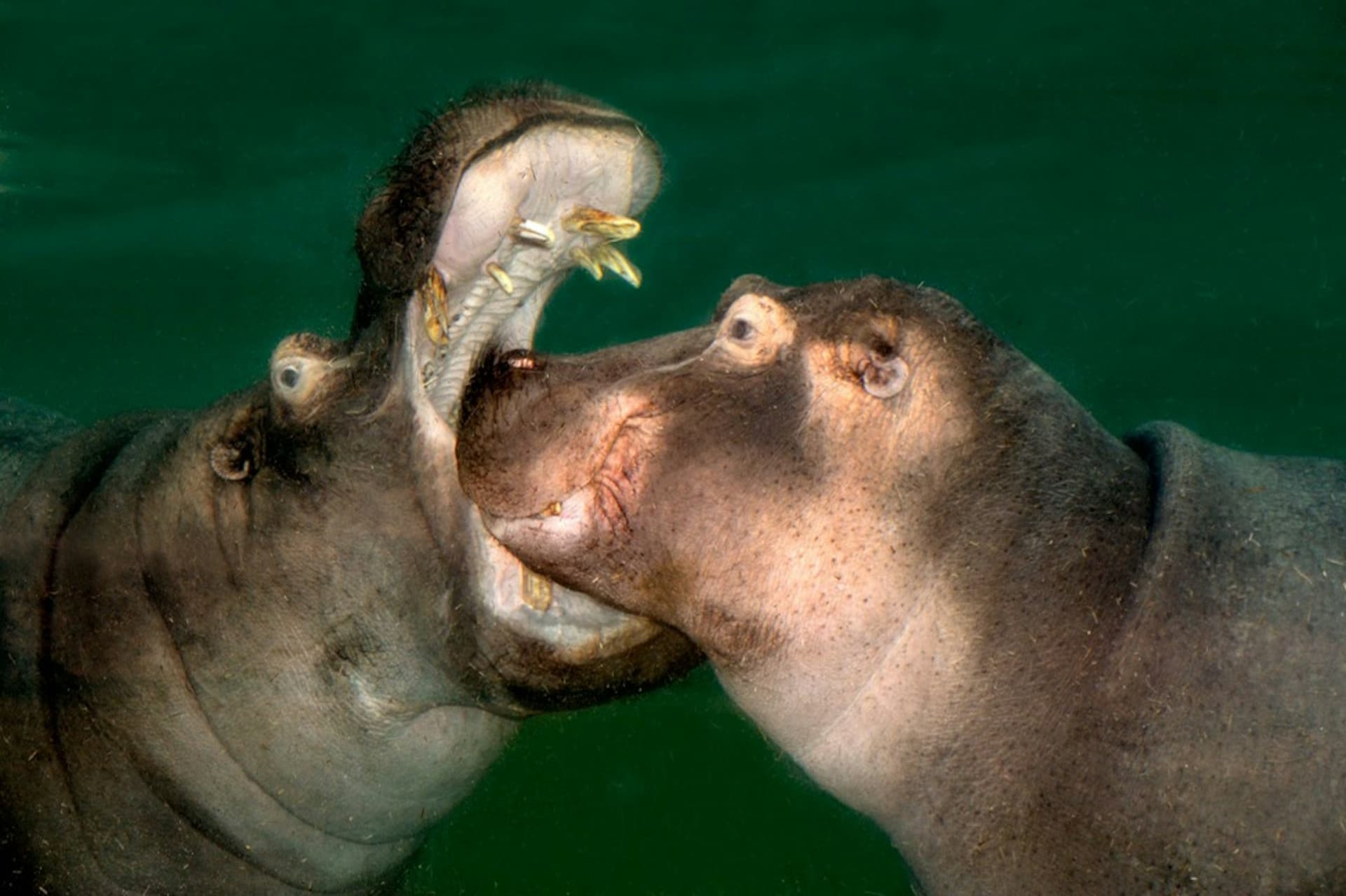 Cologne Zoo & Aquarium Ticket - تصویر 5