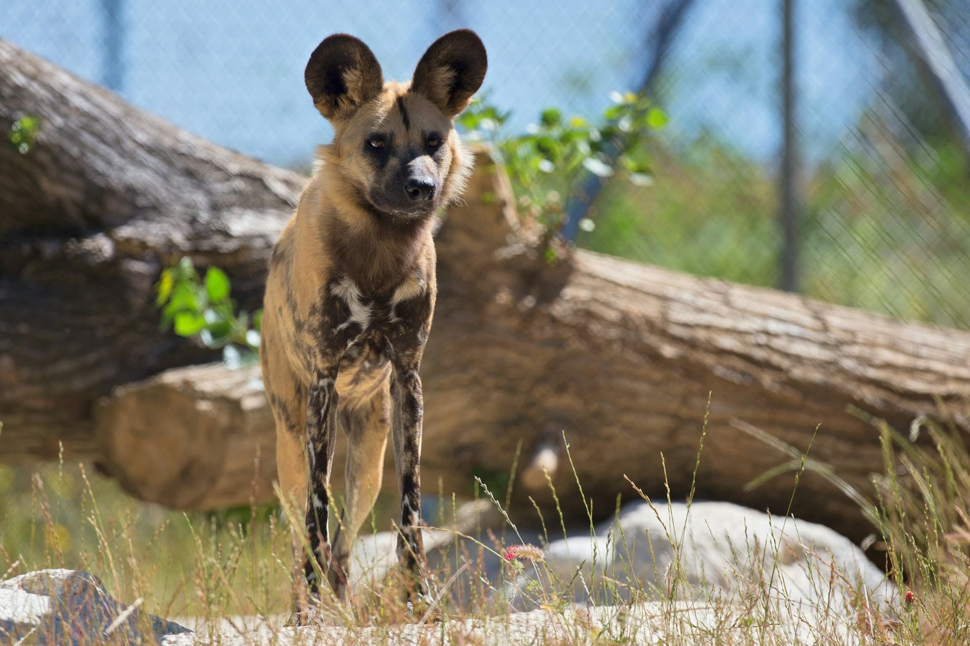 Zoo Santo Inácio Ticket - تصویر 7
