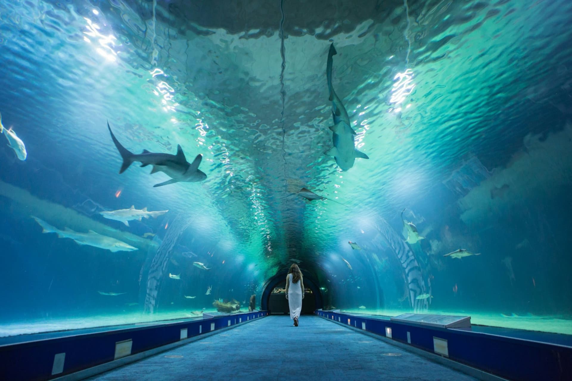 Oceanogràfic de Valencia Ticket - تصویر 2